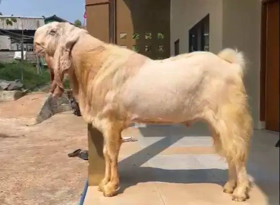 kambing bandot monster TB 105cm etawa senduro siap pejantan tangguh ok