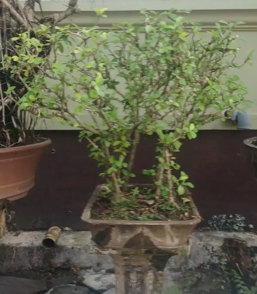 Pohon Bonsai Sianci