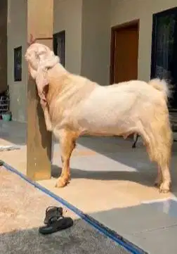 kambing bandot etawa senduro jumbo TB 105cm superan jumbo pejantan top