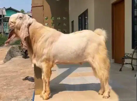 kambing etawa senduro jumbo TB 105cm bandot jumbo monster pejantan top