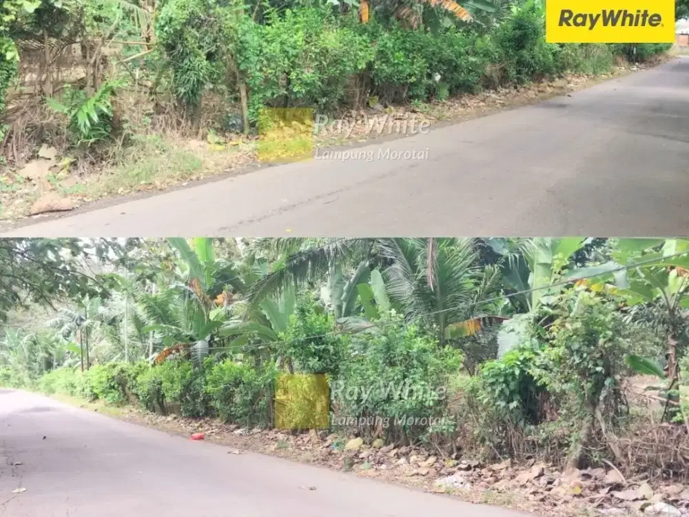 Dijual Tanah Kebun di Katibung, Lampung Selatan (Kode YO HRO 3696)