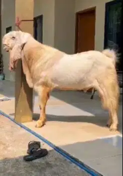 kambing bandot monster TB 105cm superan jumbo etawa senduro rawatan ok