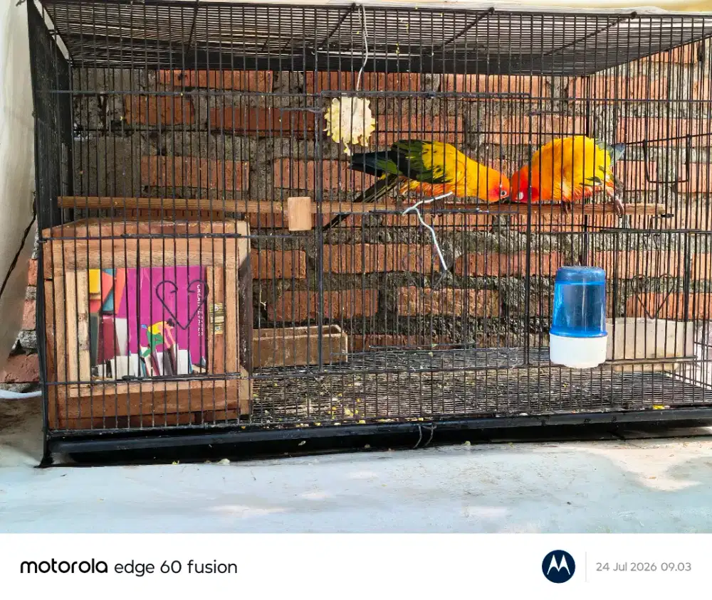 Burung sunconure high yellow sepasang DNA sexing