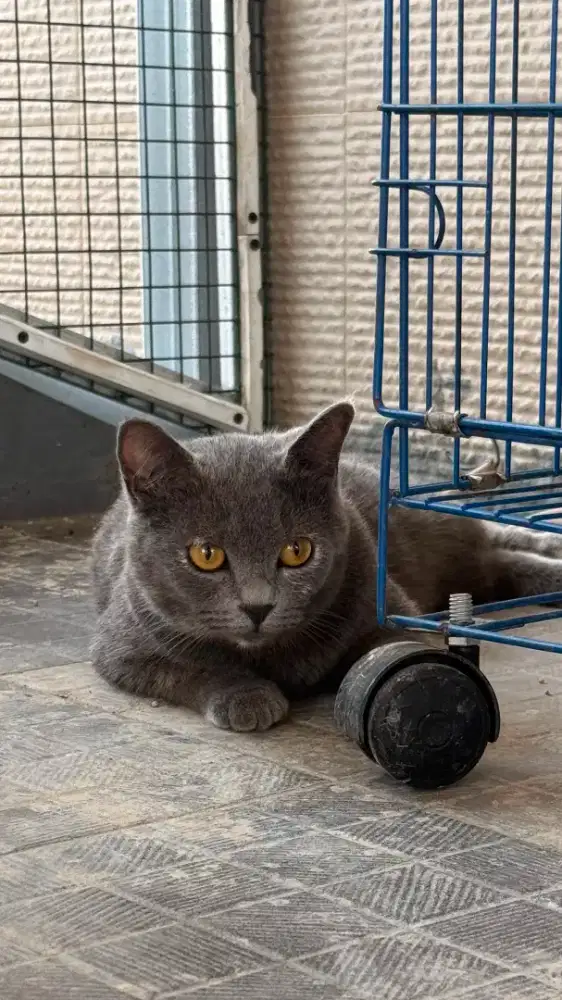 BSH TORTI INDUKAN HAMIL