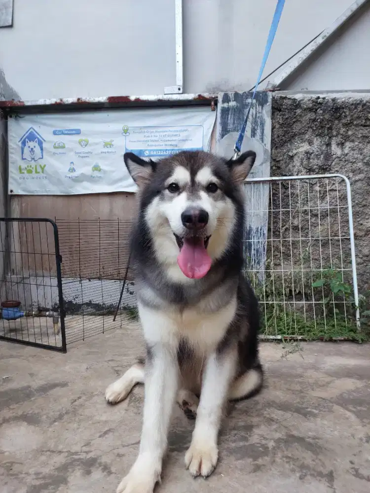 Alaskan Malamute Betina