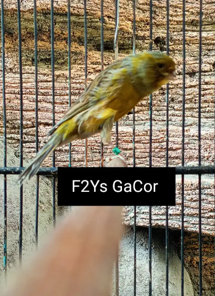Kenari F2ys Gacor