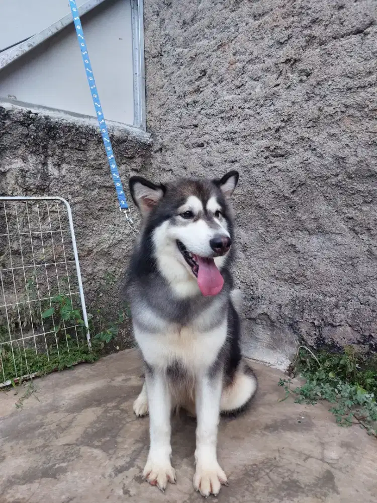 Betina Alaskan Malamute