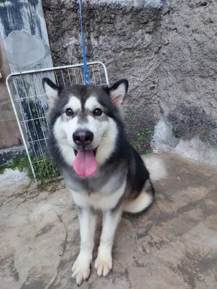 Alaskan Malamute Betina Siap Pacak