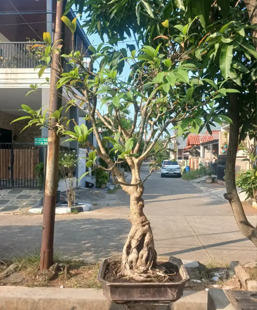 Bonsai Mangga Hutan