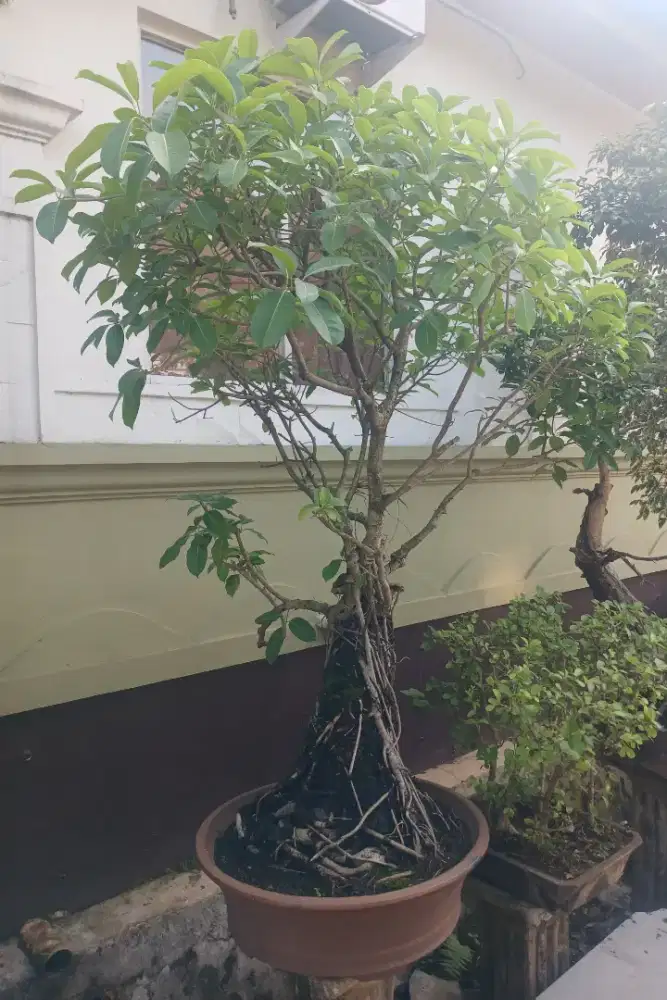 Pohon Bonsai Bonggol Besar