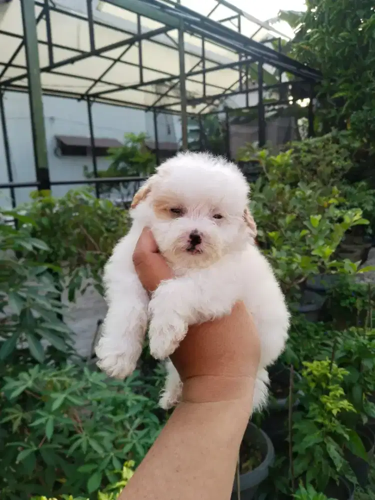 Anak anjing mini maltipo