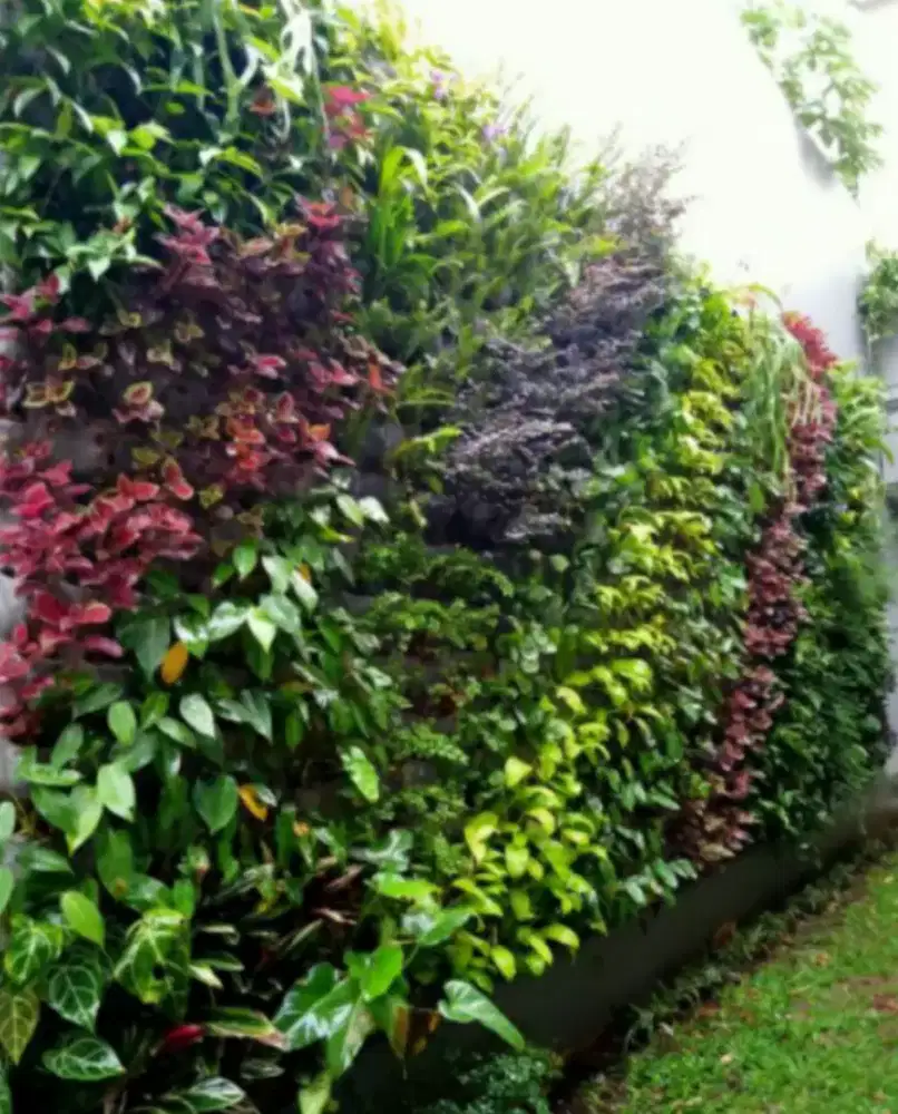 Vertikal garden tanaman hidup