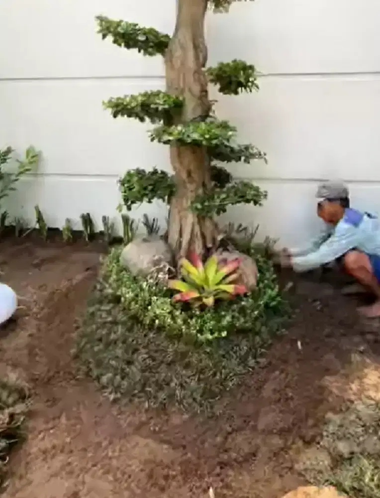 Tukang taman murah