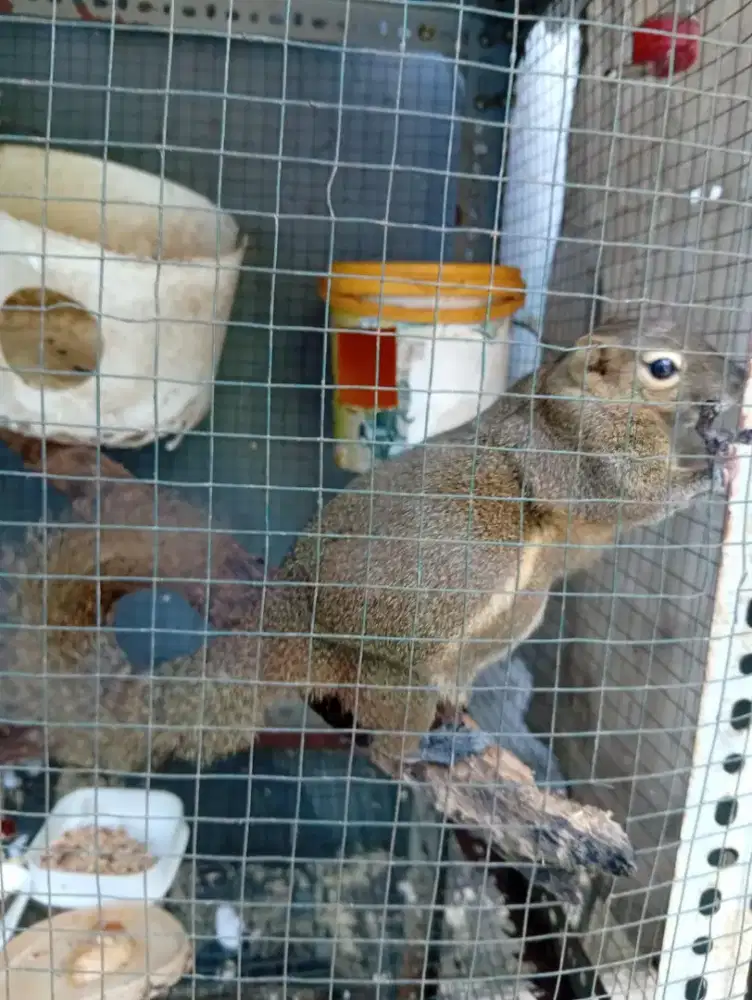 tupai bajing kelapa