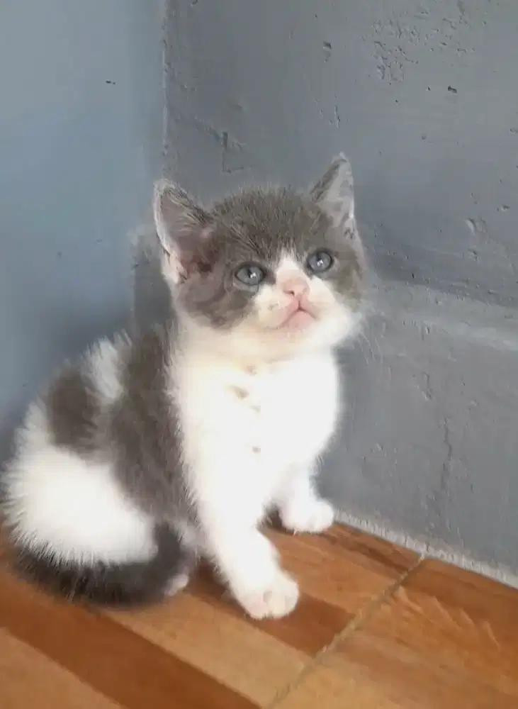 Kitten british shorhair