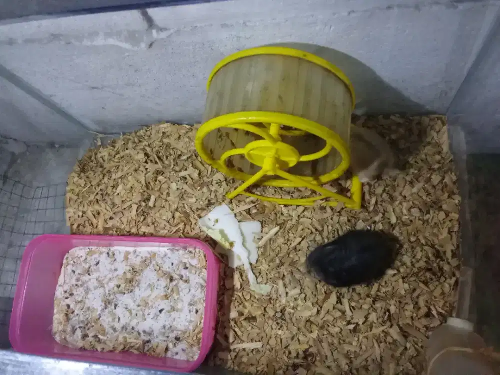 Hamster sepasang boleh fulset