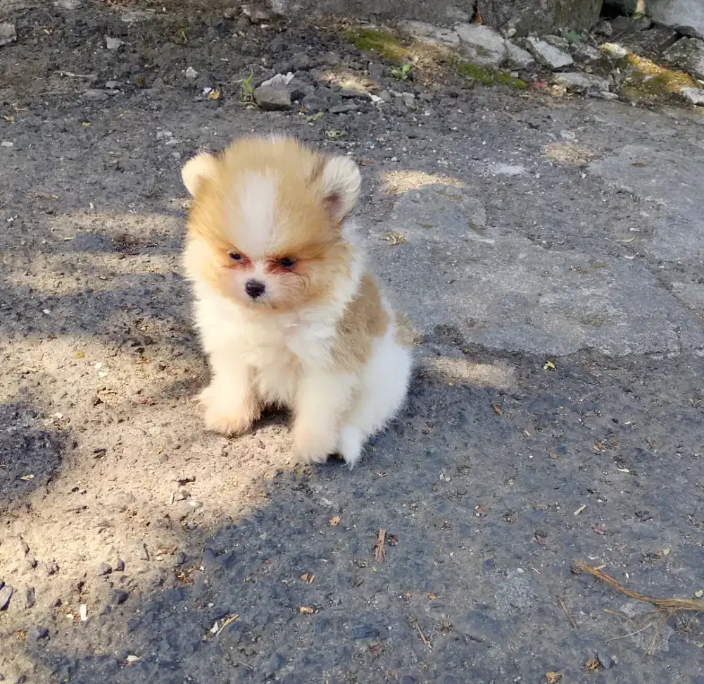Anjing mini pom jantan
