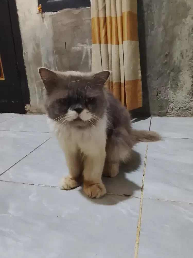 Open adops jantan persia big bone