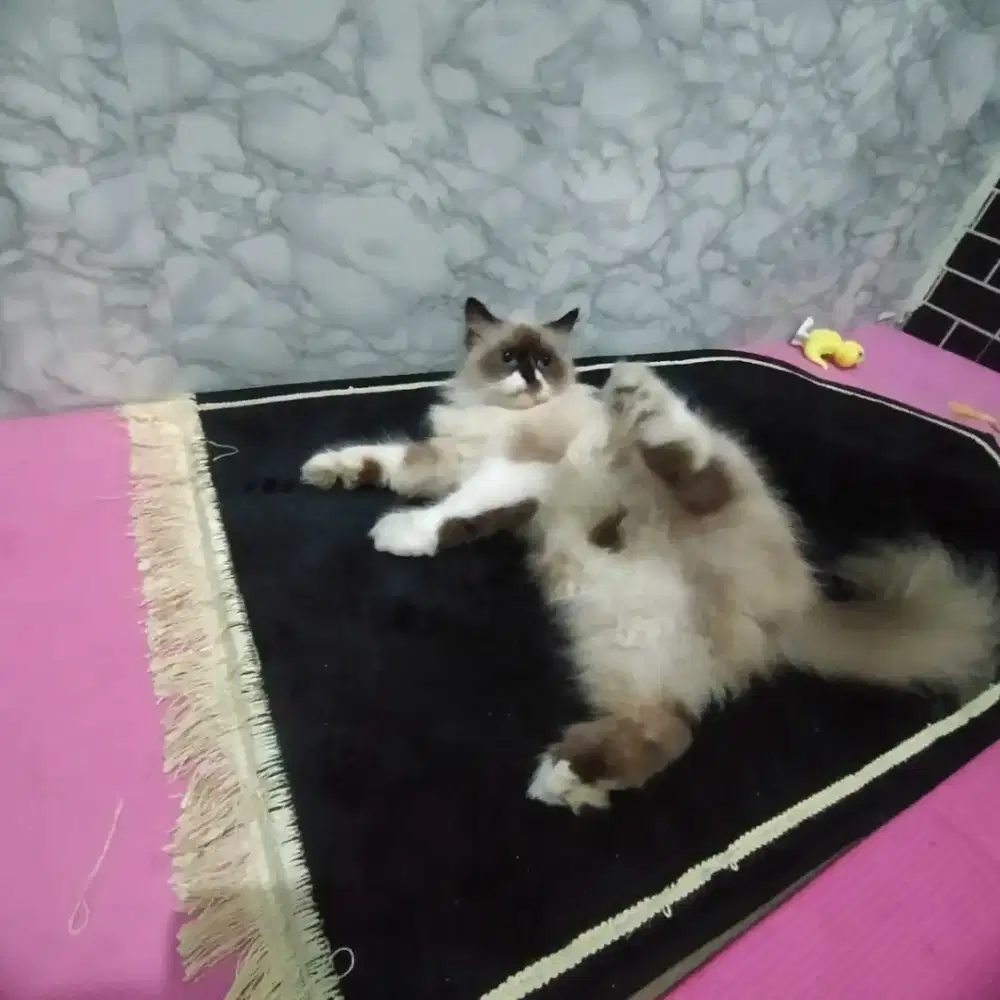 Kucing Himalaya steril
