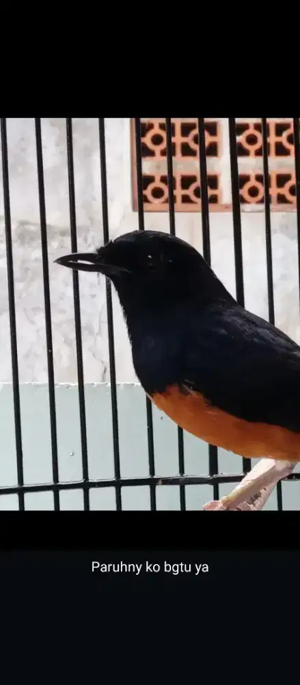 Info info yang jual burung borongan