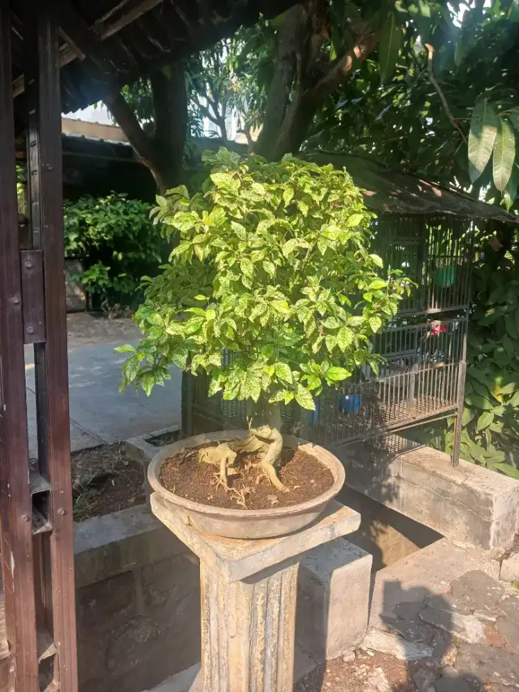 Pohon Bonsai Varigata