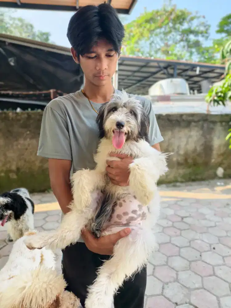 Mix shitzu Terrier betina