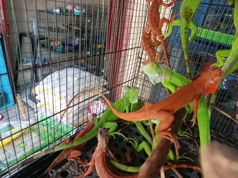 Iguana Green, Red iguana depok