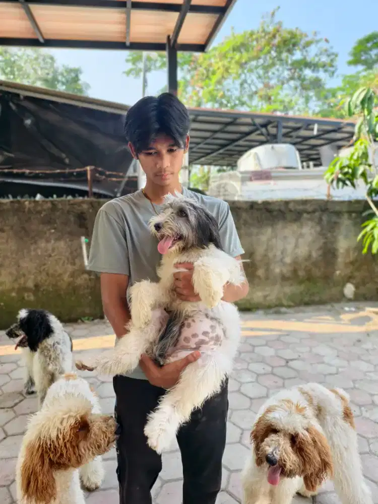 Shitsu Terrier betina 6 bulan