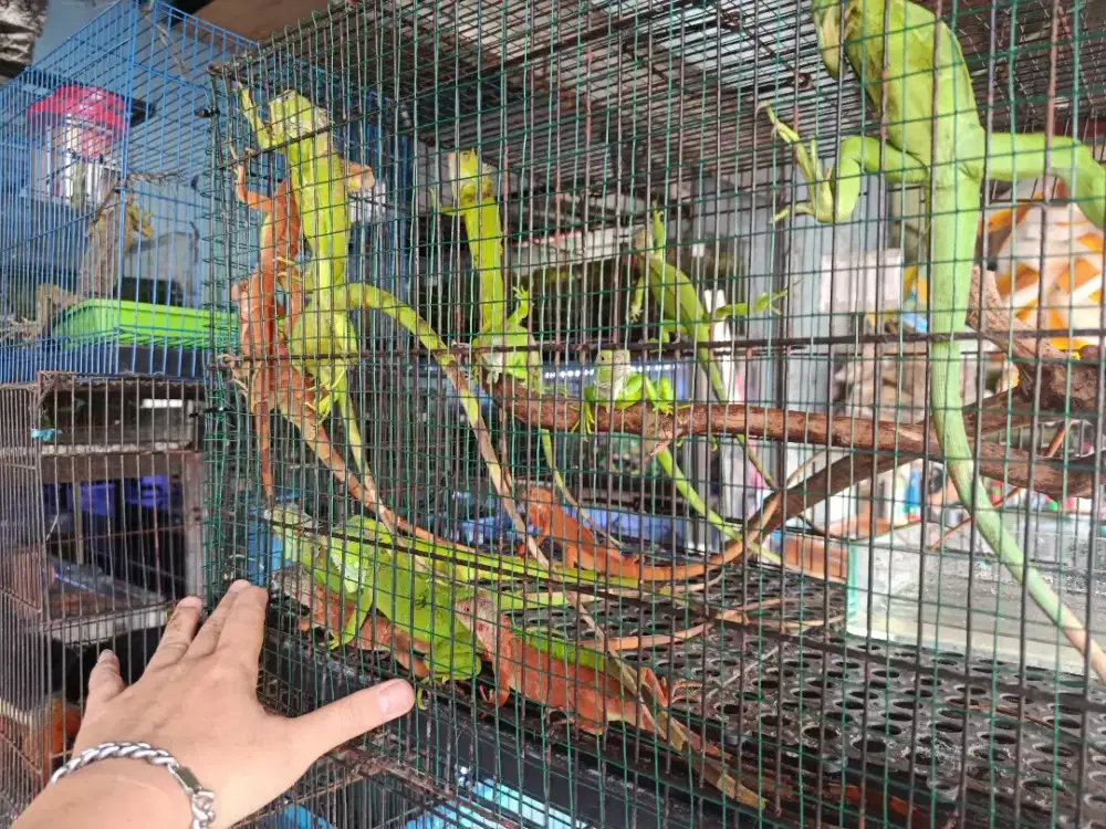Iguana hijau greed n Red merah disawangan,depok