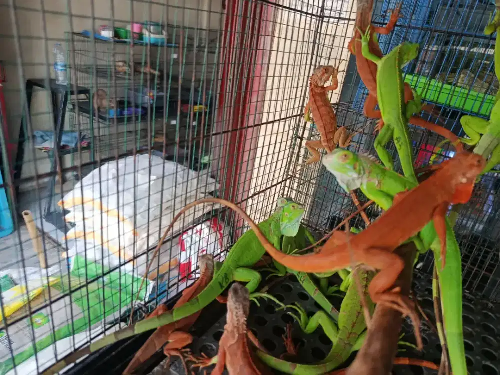 IGUANA HIJAU ,IGUANA MERAH DI DEPOK