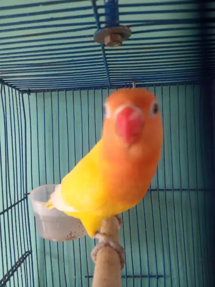 Seekor lovebird canrik