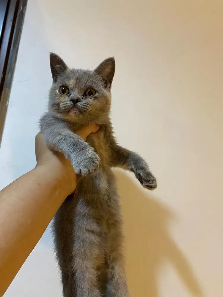Open adopt kucing British Shorthair