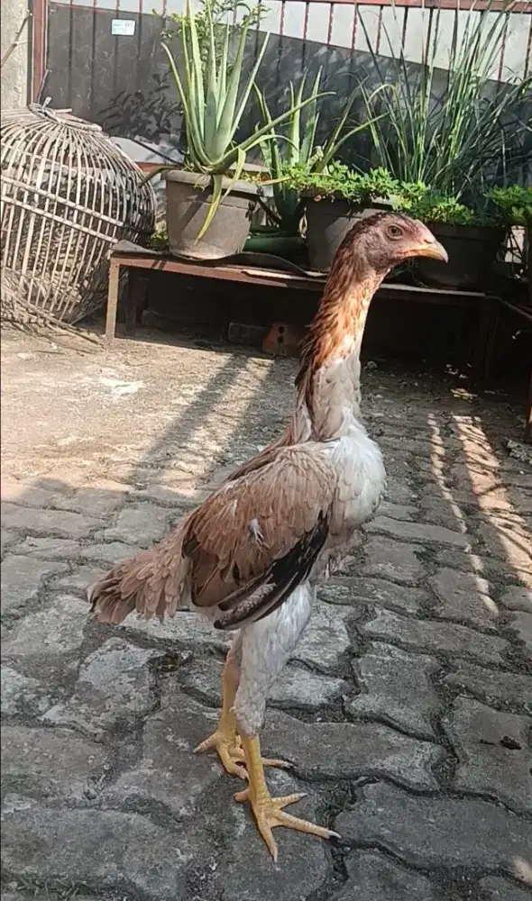 Ayam Bangkok Derean