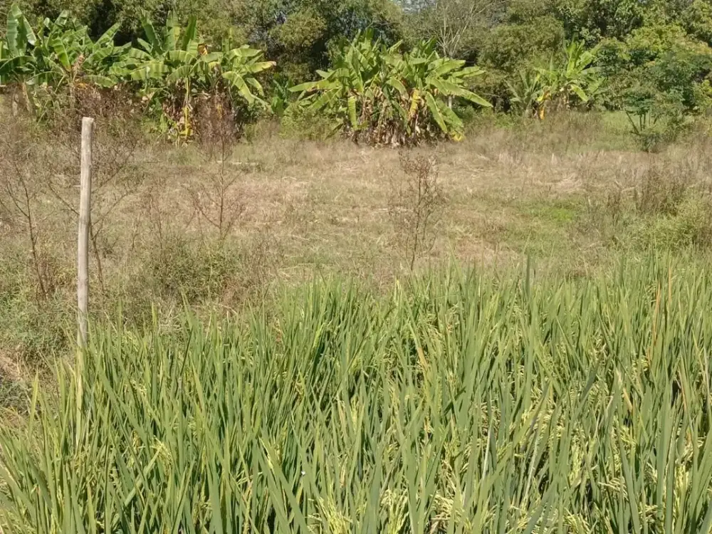 Dijual Sawah di Kaliwuluh, Kebakkramat Karanganyar