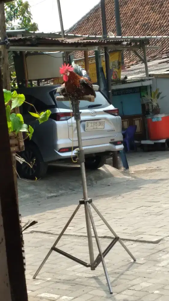 AYAM KETAWA (trah durasi)