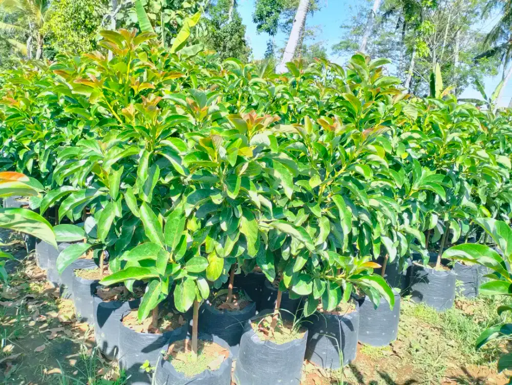 Bibit Alpukat Kelud Polybag 40
