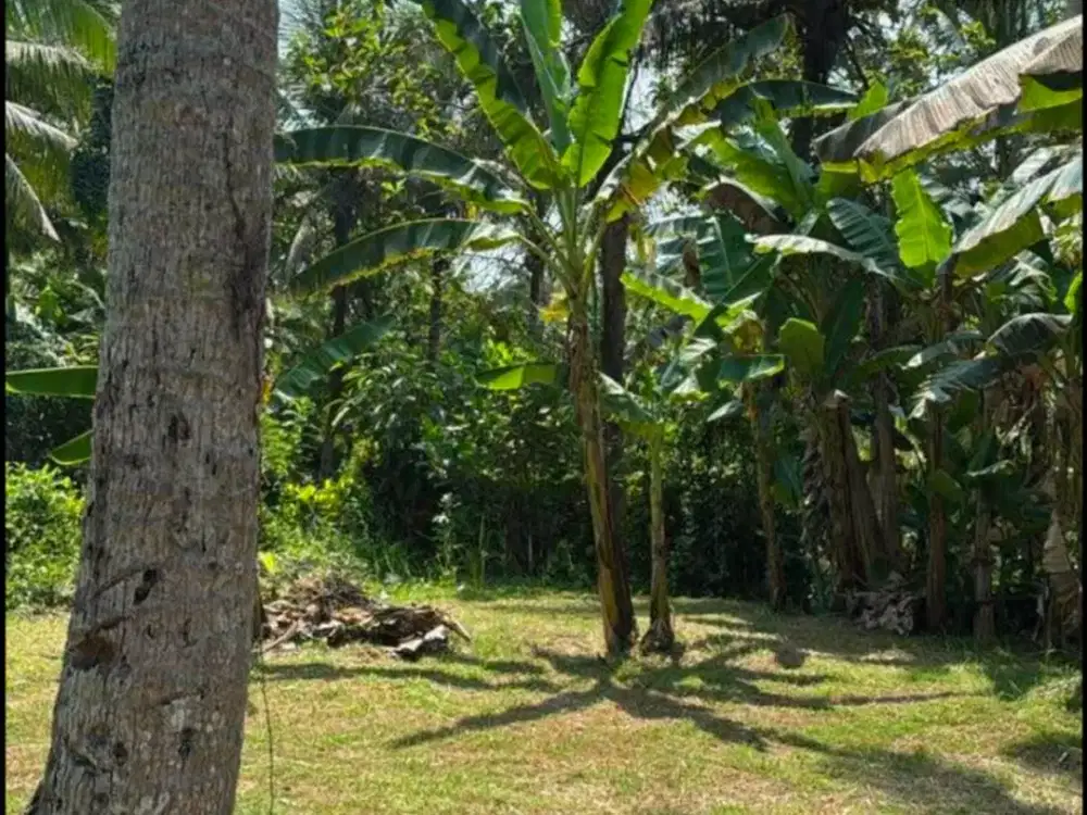 Dijual Tanah Luas 1.150 m² dengan Harga Menarik di Pakutatan Jembrana Lokasi Berkembang dan Prospektif – Cocok untuk Investasi