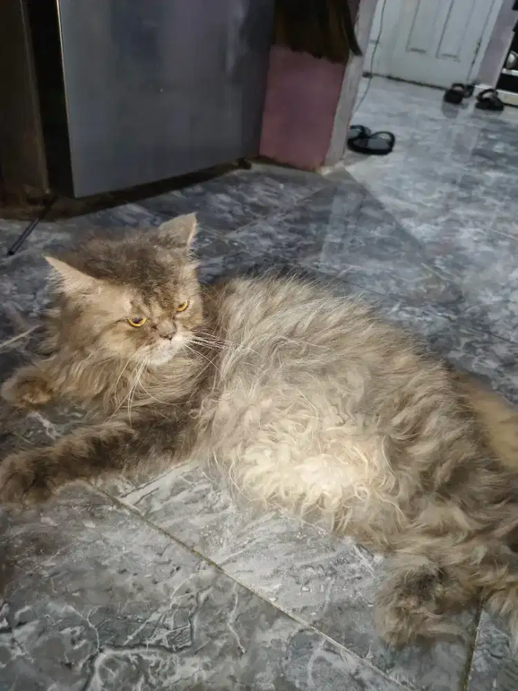 Persimed flatnose betina