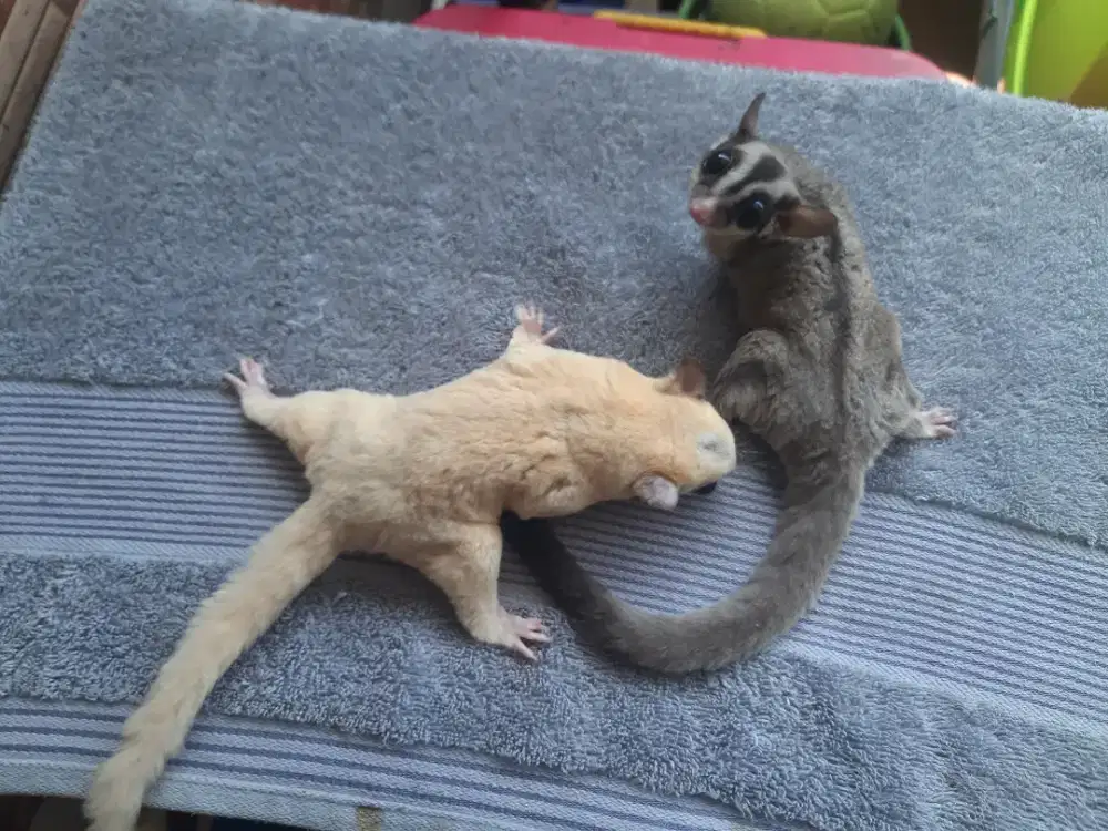 SUGAR GLIDER SEPASANG