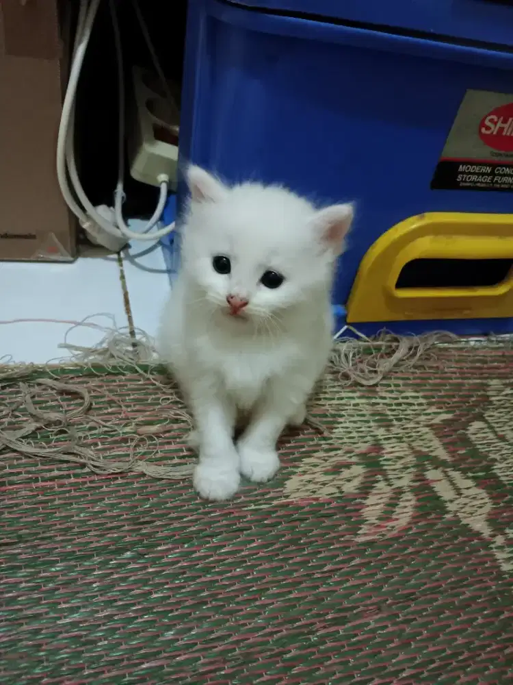 kitten jantan campuran