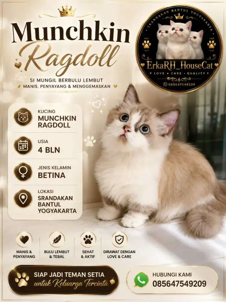Kucing munchkin ragdoll