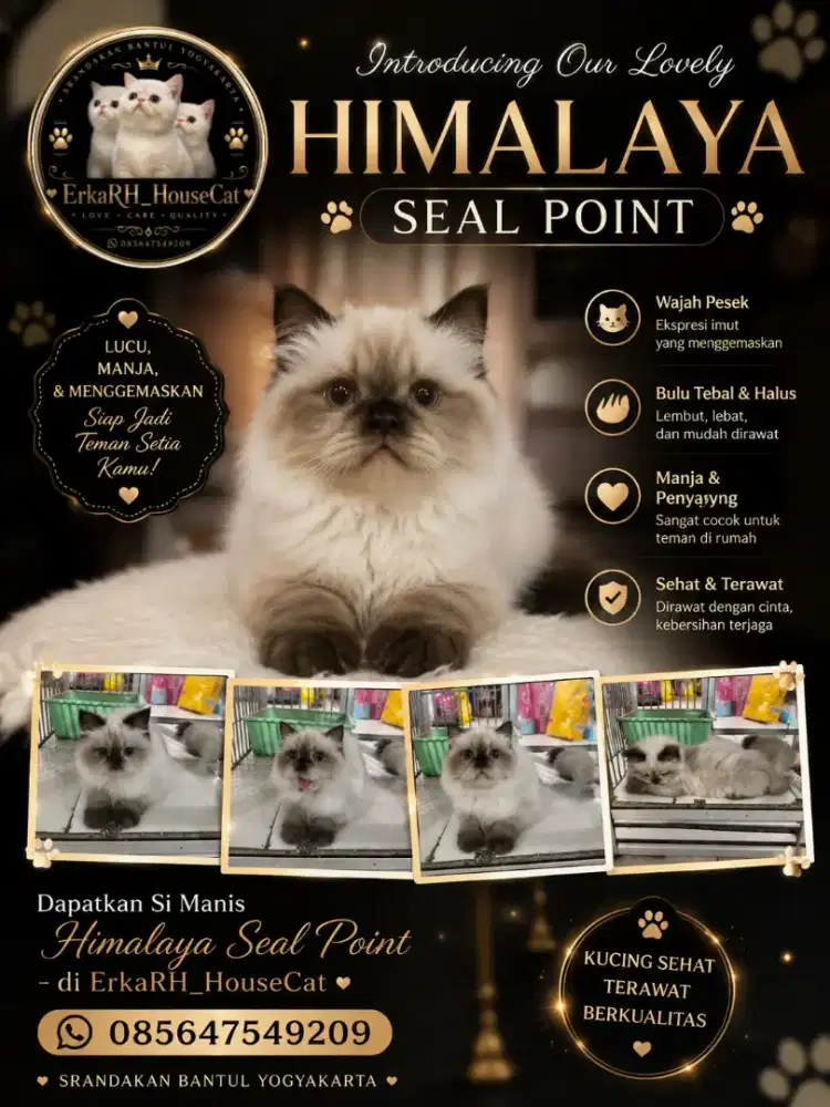 Kucing himalaya seal point blue eyes