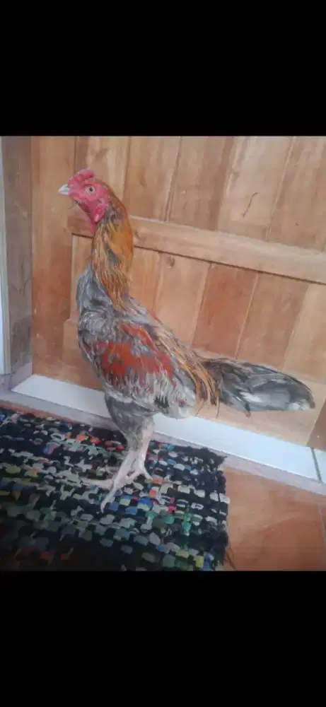 Anak ayam pakhoy 4/5 bulan vidio da brakot bagus murah kosongkan