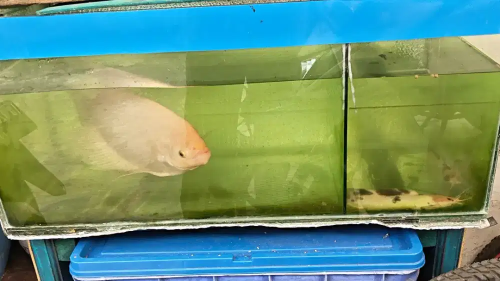 Aquarium+ikan dan lampu+heater