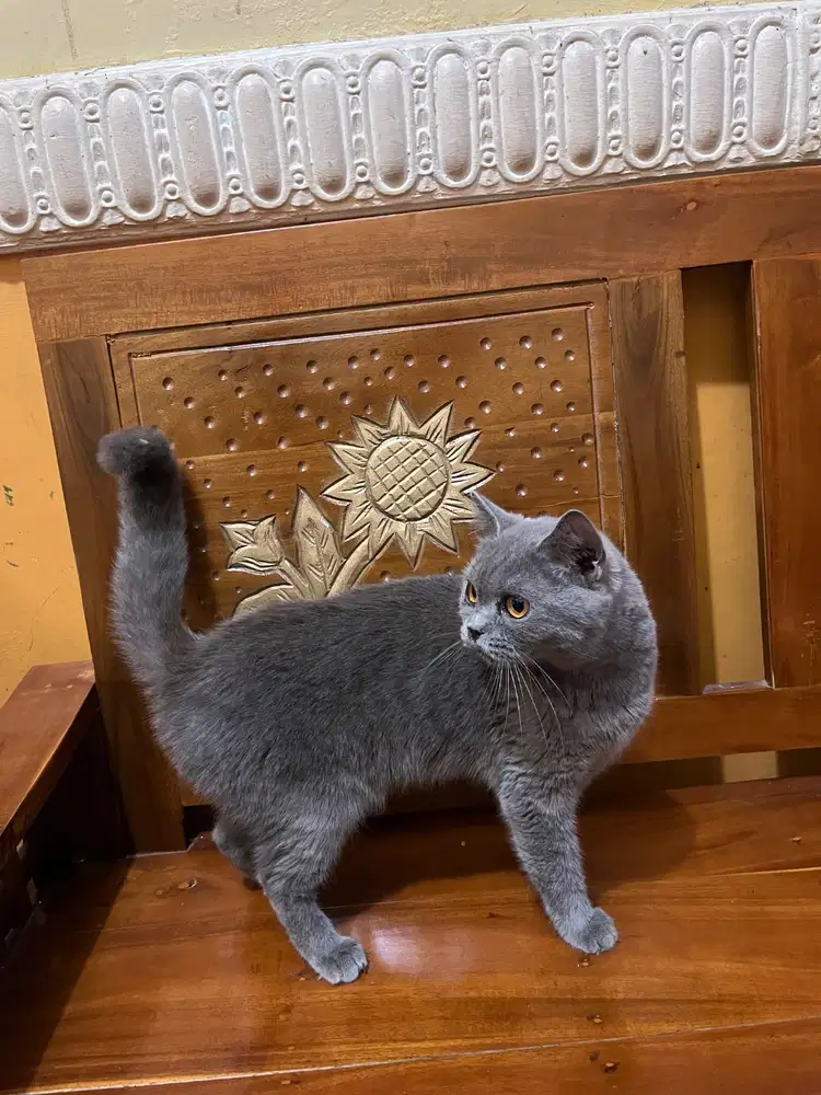 Kucing BSH betina
