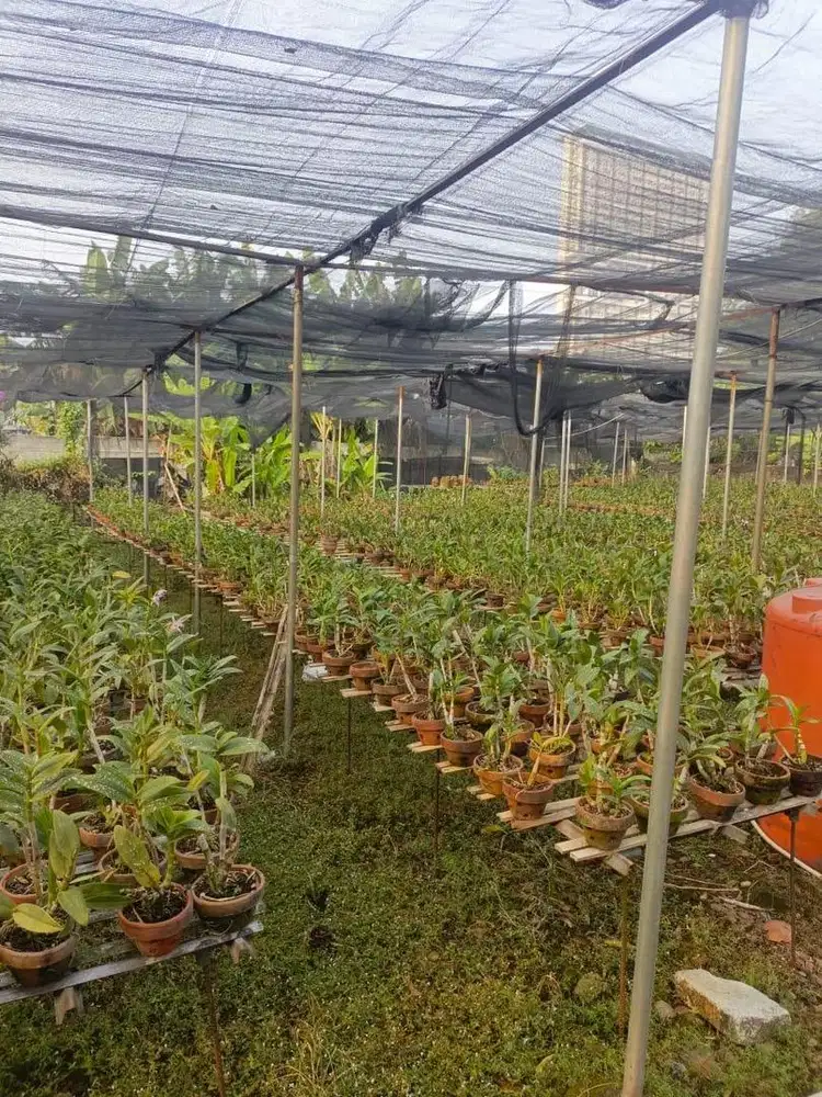 Tanah di jual lokasi tangerang utara serpong