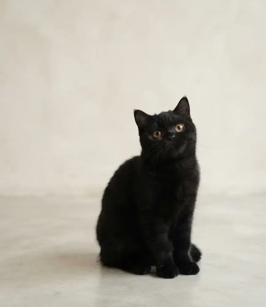 Bsh black solid betina