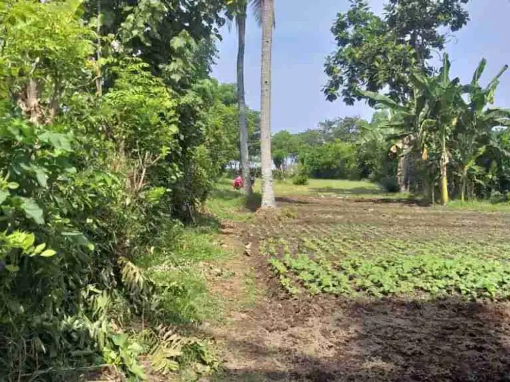 DIJUAL CEPAT TANAH KOSONG DI MENDOYO JEMBRANA BALI