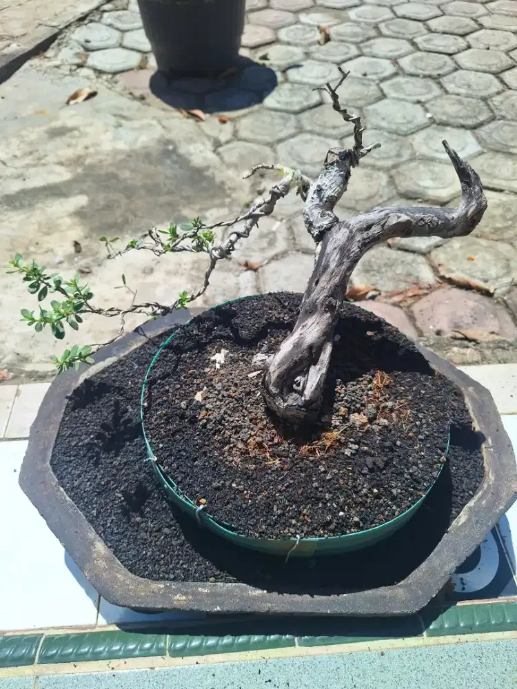 Bonsai bahan Santigi