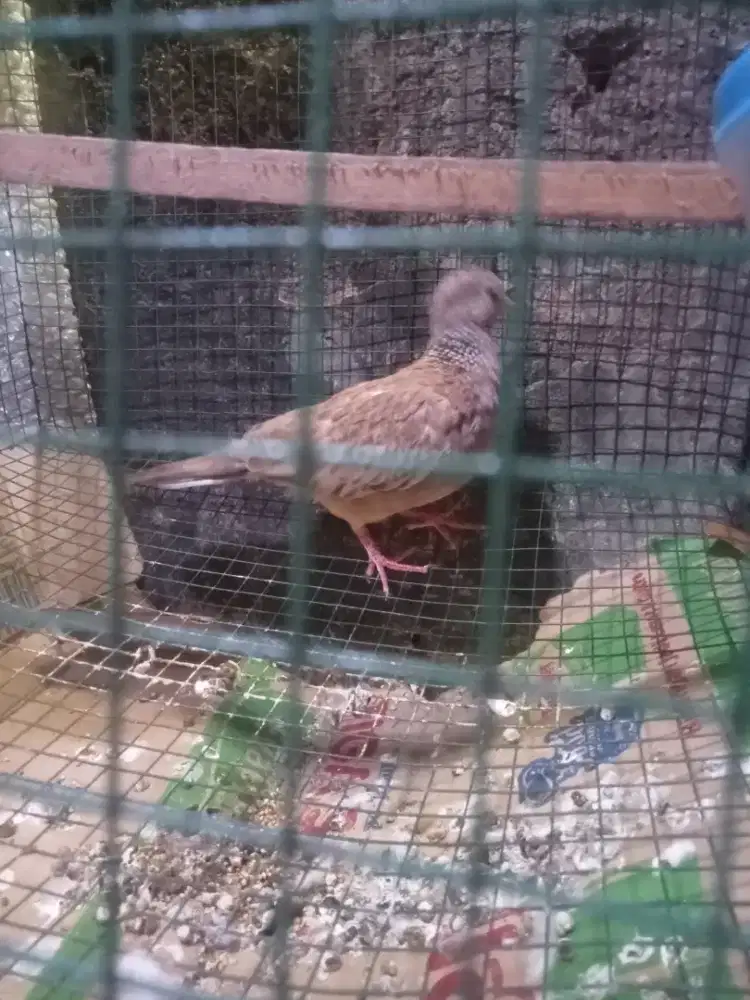 Tekukur Leo mkh bethina dah mbuang telor kuk 1$2